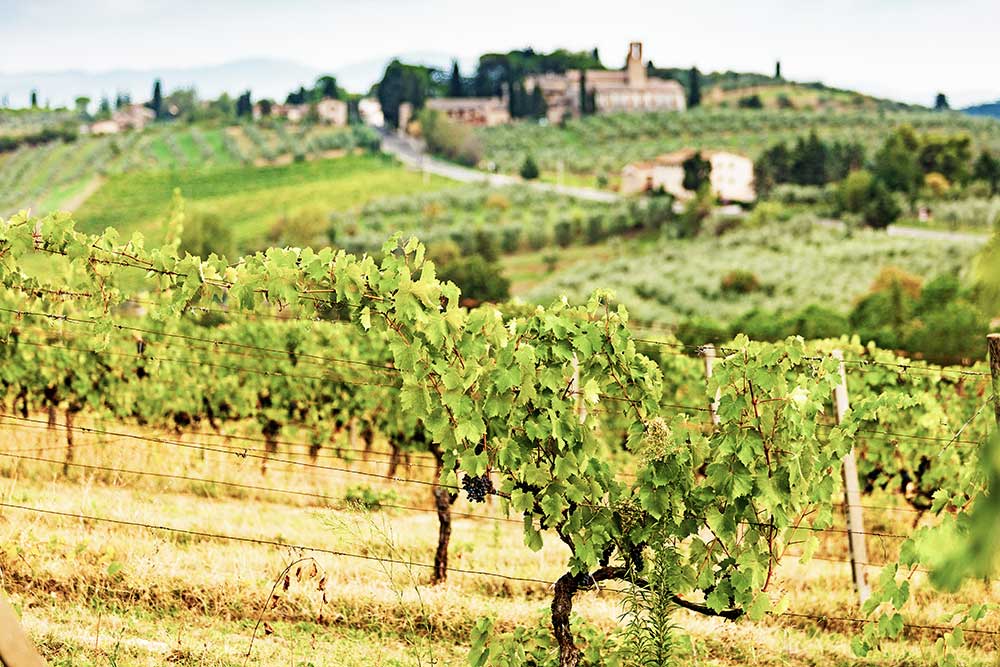 harvest-in-italy