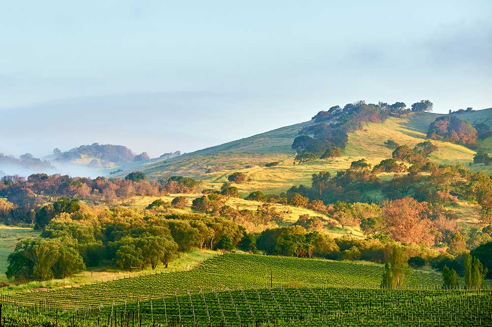 vineyards-in-napa-california