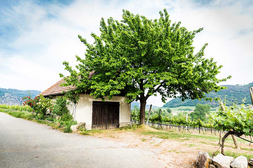 wachau-valley-danube-river-austria